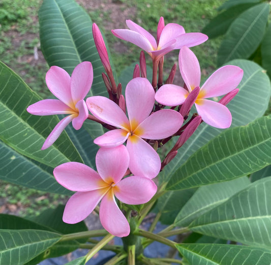 Ku'u ipo