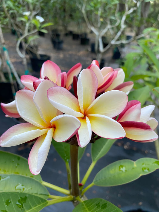 Thai Jade