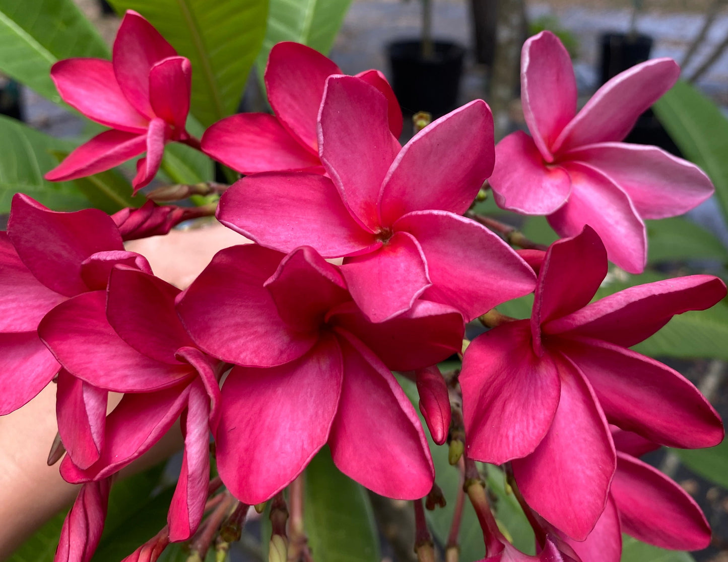 Kahuku