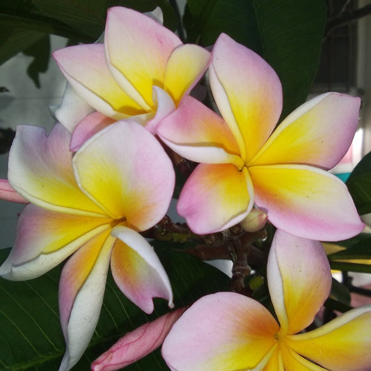 Pastel Rainbow