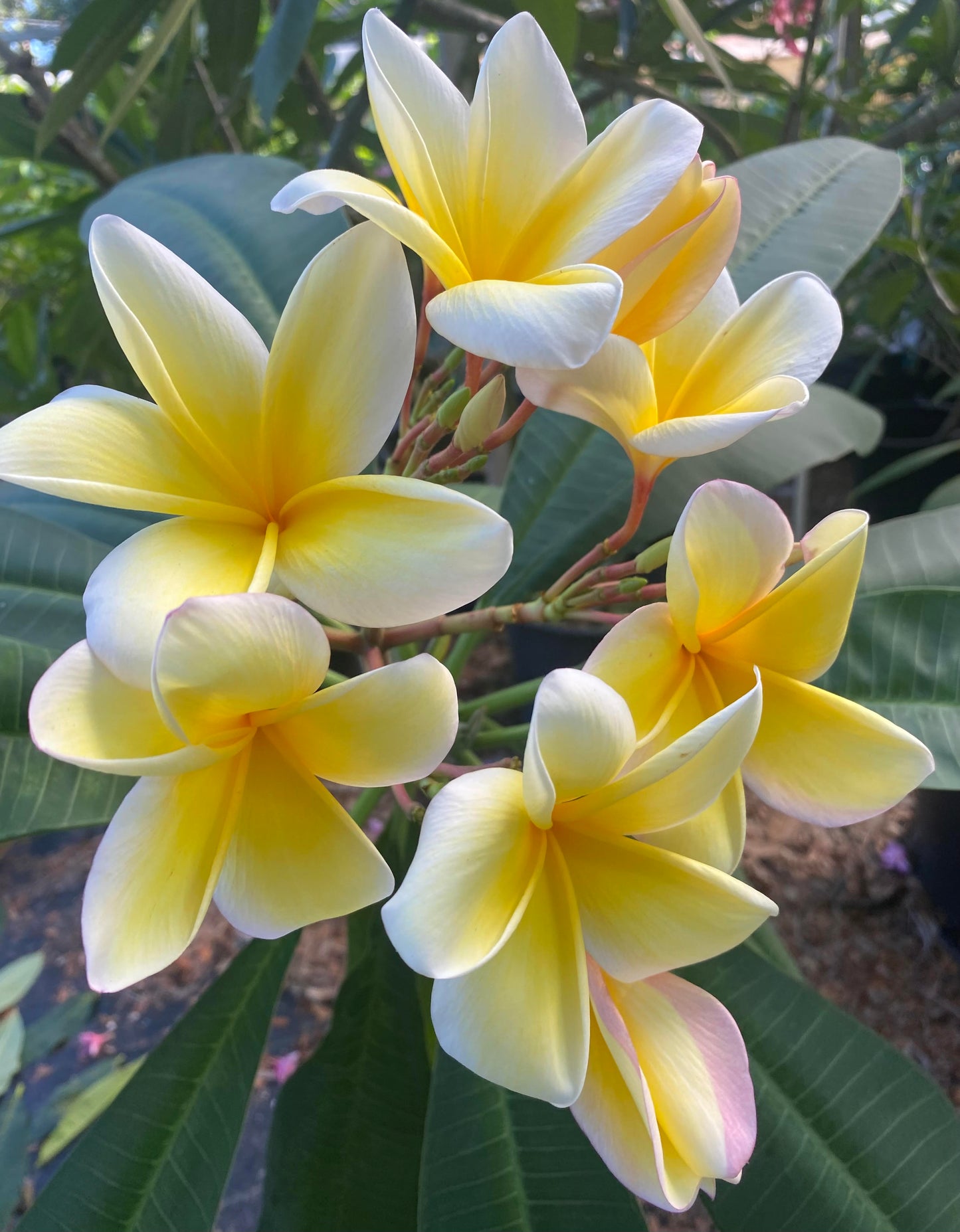 Aztec Gold