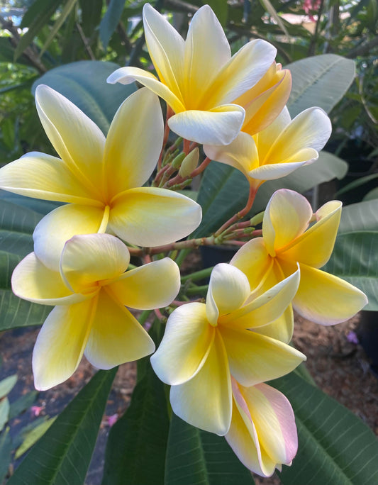 Aztec Gold