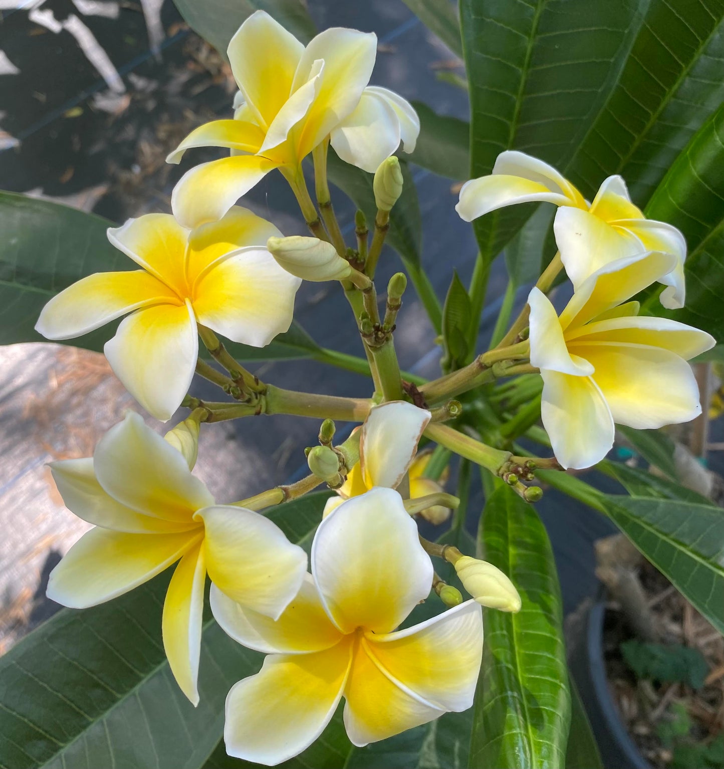 Celadine