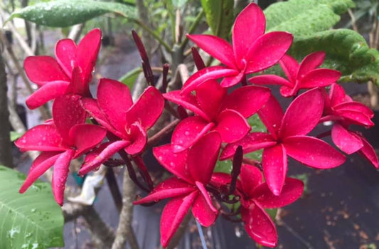 Kahuku