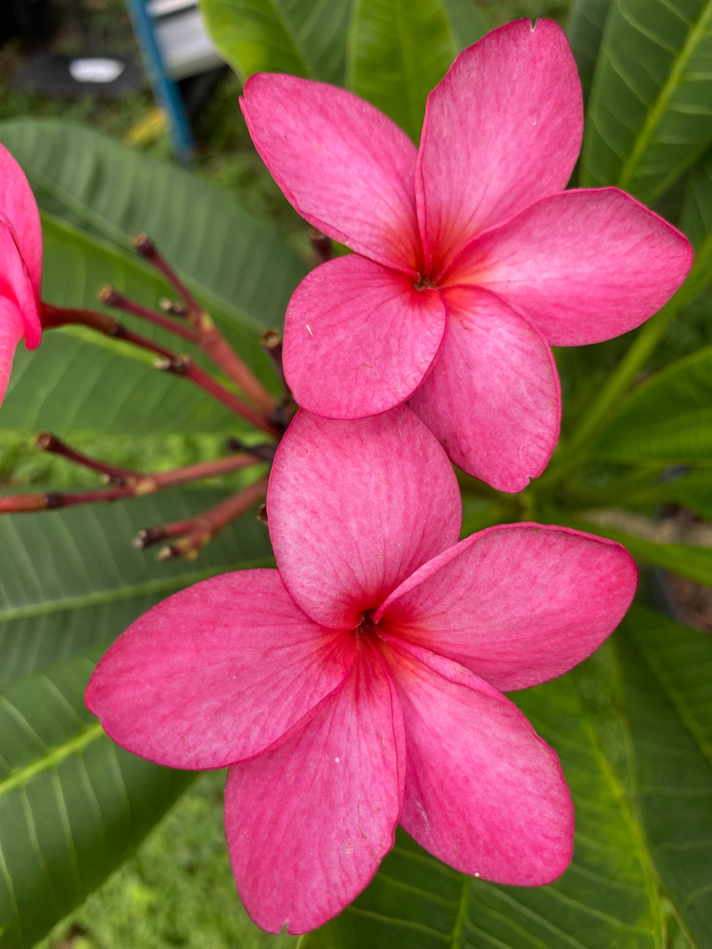Tahitian Red